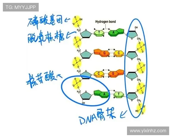 上海排球队的节奏革新探索与发展之路全面解析